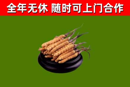 潮州市回收冬虫夏草