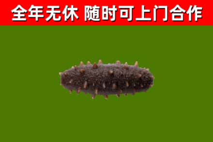 潮州市回收海参干